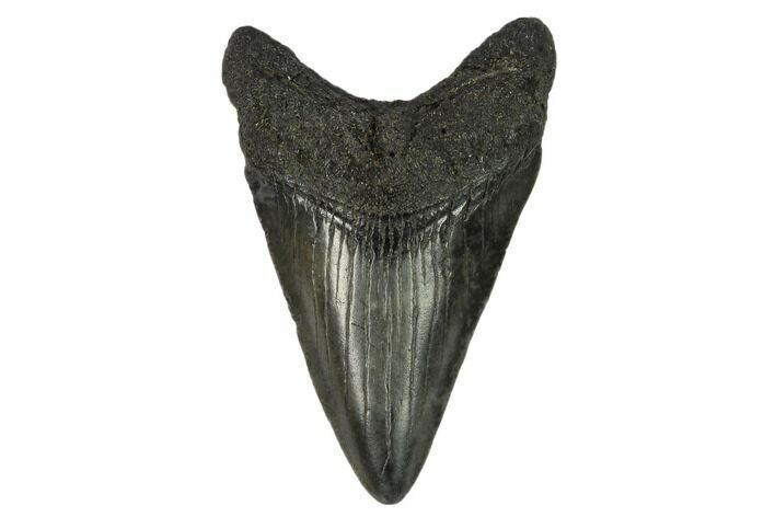 Juvenile Megalodon Tooth - Georgia #115697